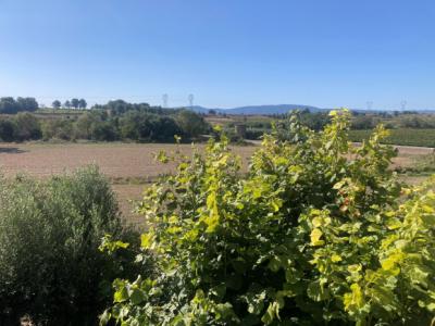 Mansion House With Garden And Terrace