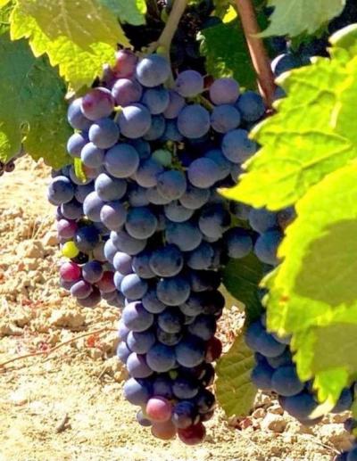 Exceptional Wine Estate On 36 Hectares