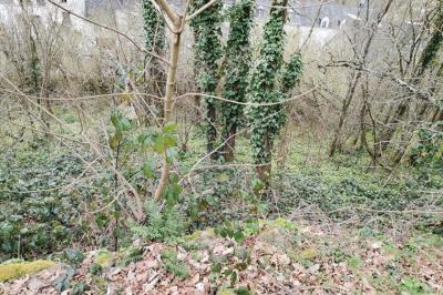 Woodland For Sale, Possible for Development