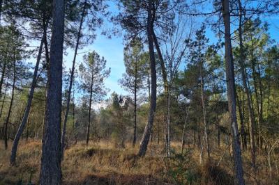 Over One Hectare of Woodland For Sale