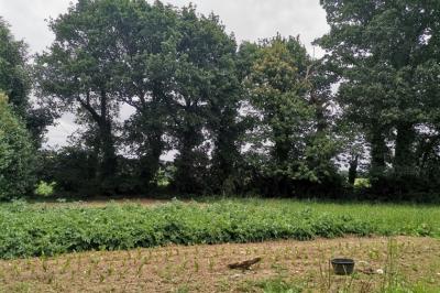 Building Plot with Vast Outbuilding